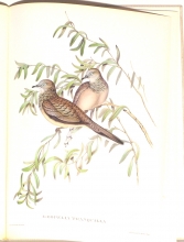 Exotische Vogel 12/24